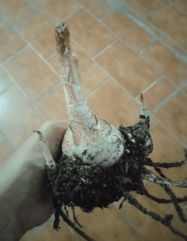 Can anyone confirm this is a football lilly bulb?