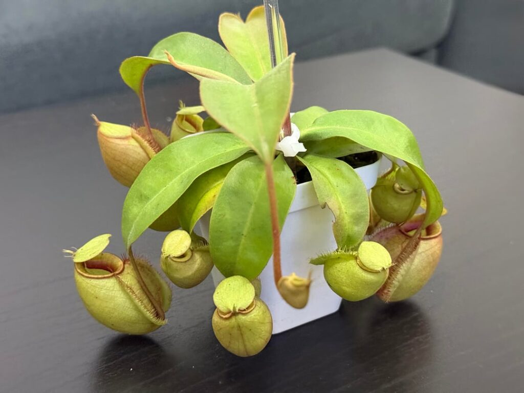 Tubby pitcher update! Tubby pitcher update!