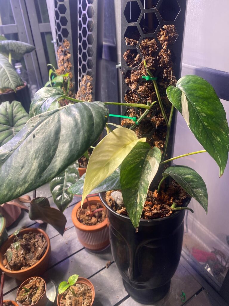 This leaf on my epi albo