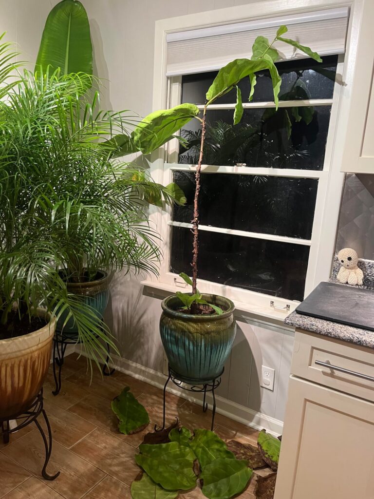 Should I just chop and prop at this point?