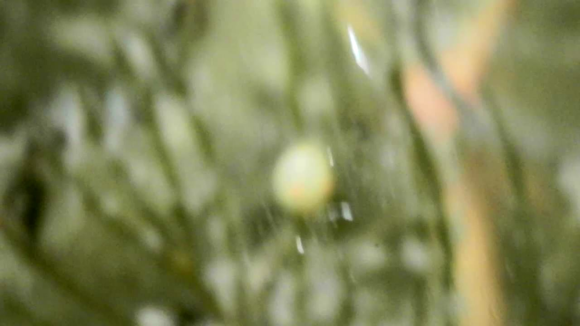 Unknown aquatic mite (and bonus insect)