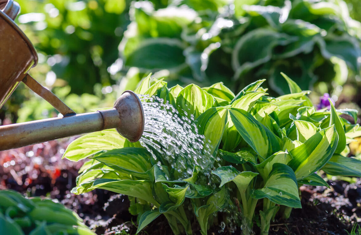 Gardener shares ancient technique for low-effort plant care: ‘This is awesome’ "Can’t wait to try this."