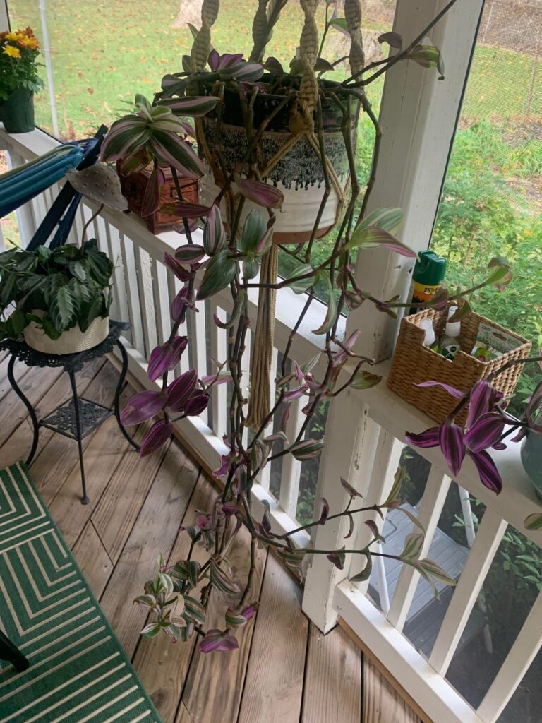 How can I get my Tradescantia Zebrina looking better?