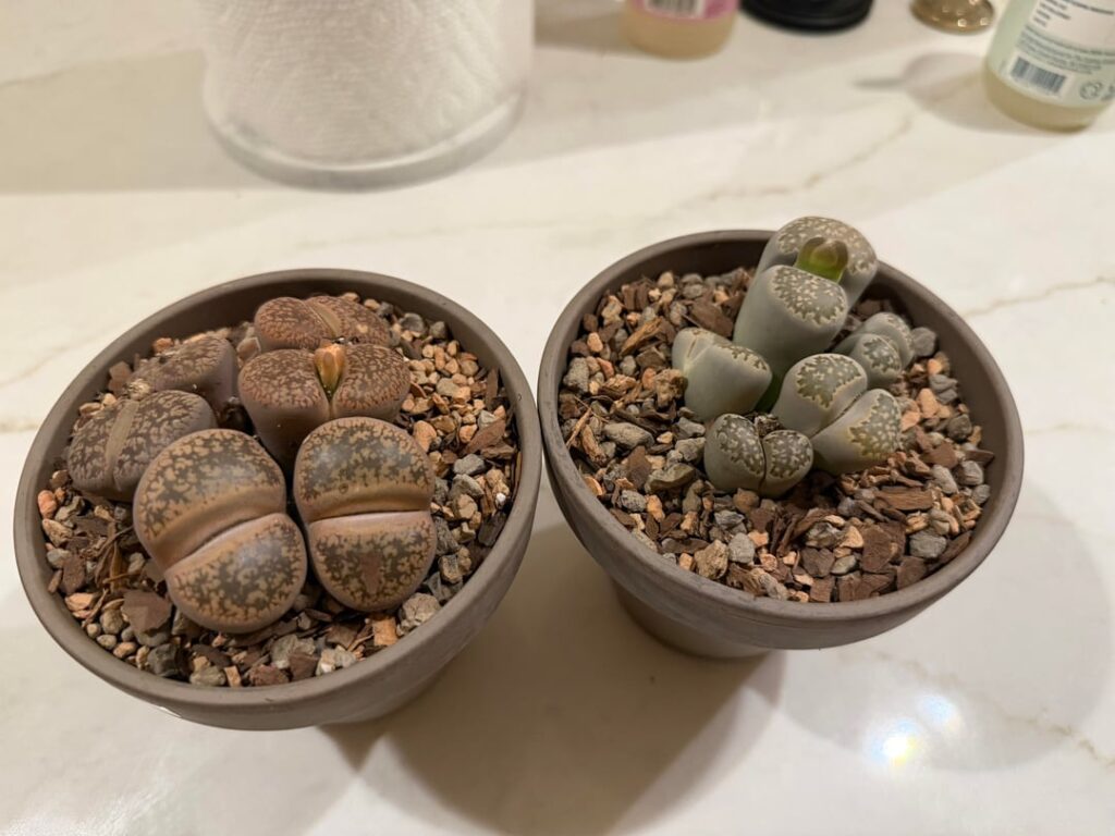 New Lithops