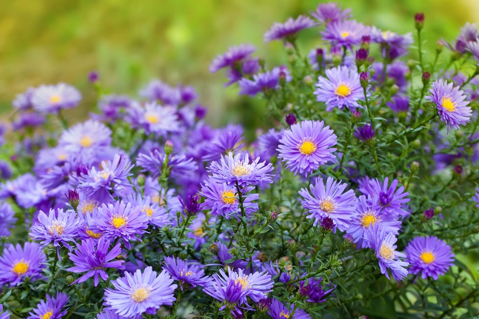 purple aster flowers