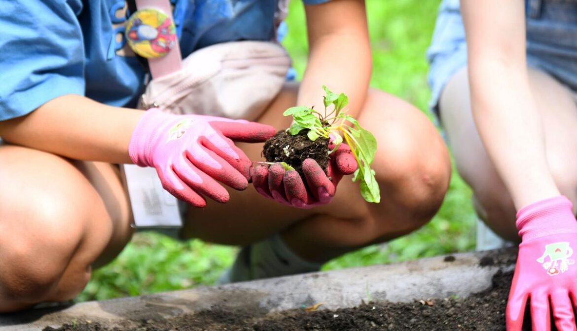 Celebrate 20 Years Of Community Gardening At SCSU Celebrate 20 Years Of Community Gardening At SCSU