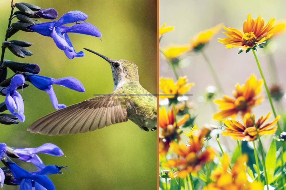 Free Wildflower Program in Texarkana: Master Gardeners Event