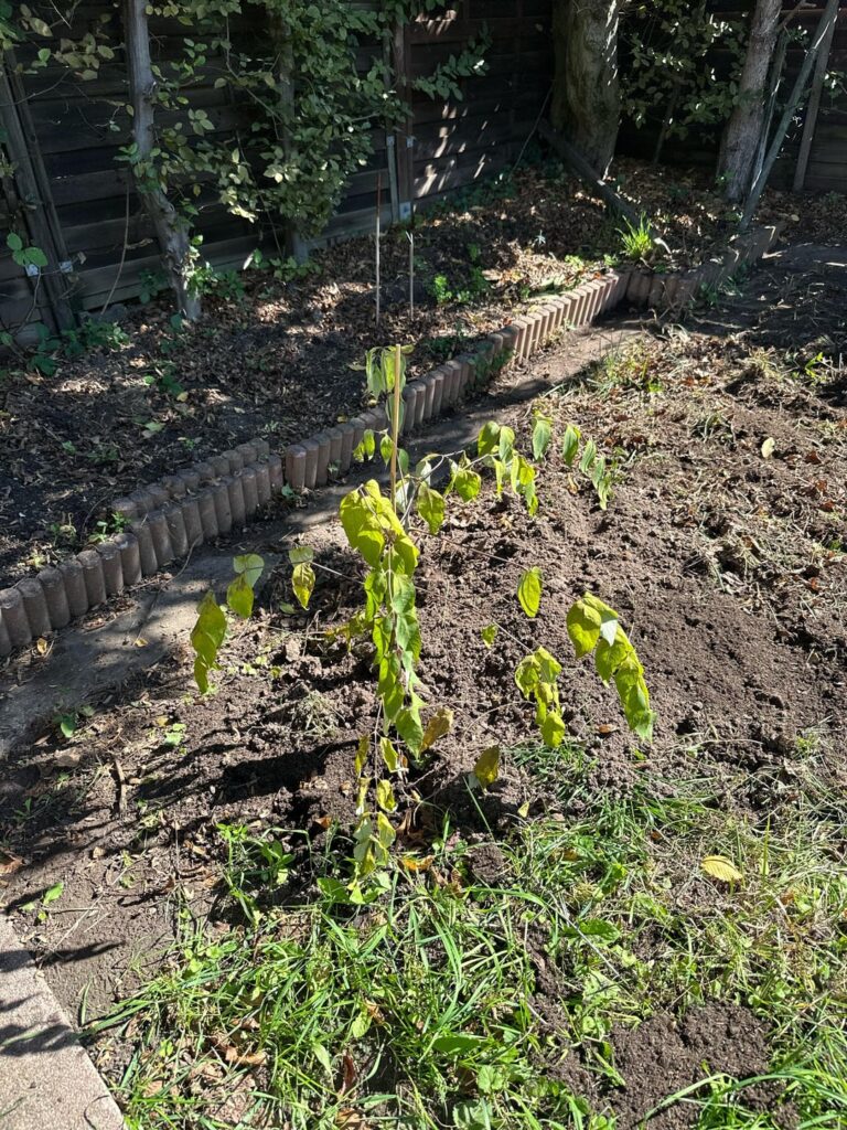 What is destroying my Chinese Blue sausage tree (decaisnea fargesii) What is destroying my Chinese Blue sausage tree (decaisnea fargesii)