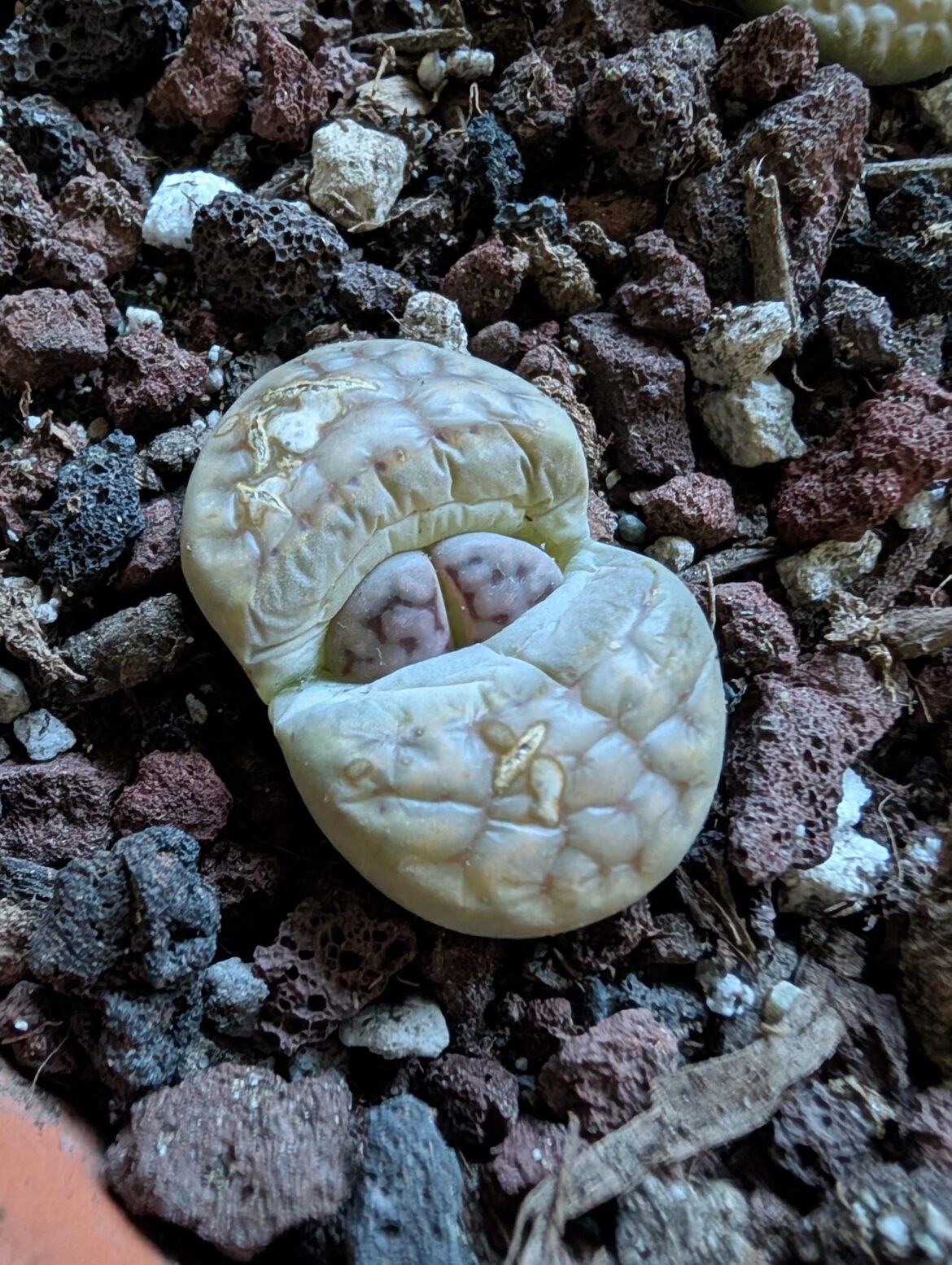 How do you think this lithop is doing? Does it need any water