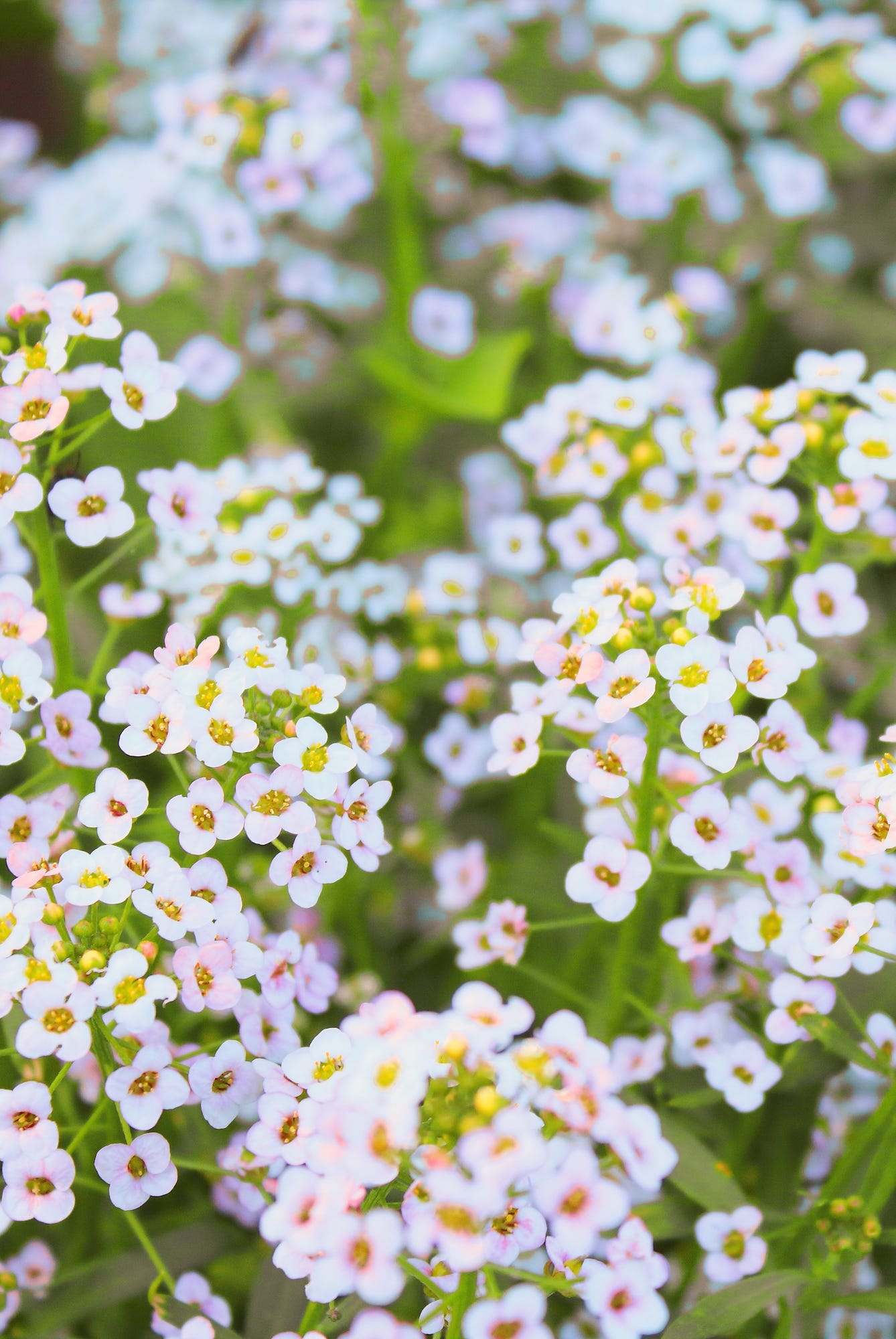 flowers alissum. close up. background. texture.
