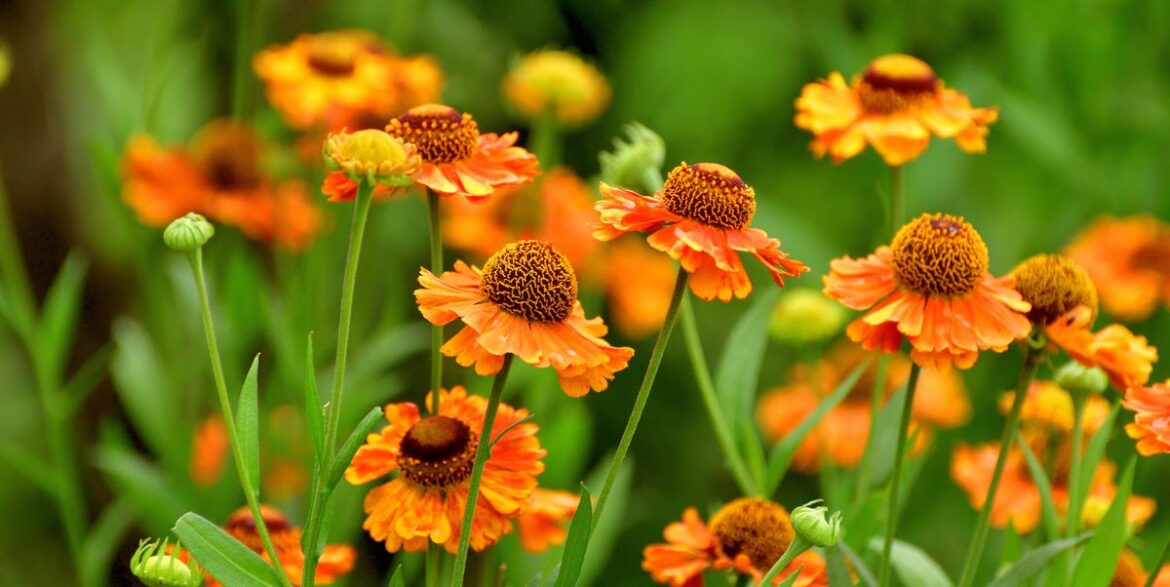 32 Stunning Autumn Flowers That’ll Bring Instant Colour to Your Garden 32 Stunning Autumn Flowers That'll Bring Instant Colour to Your Garden