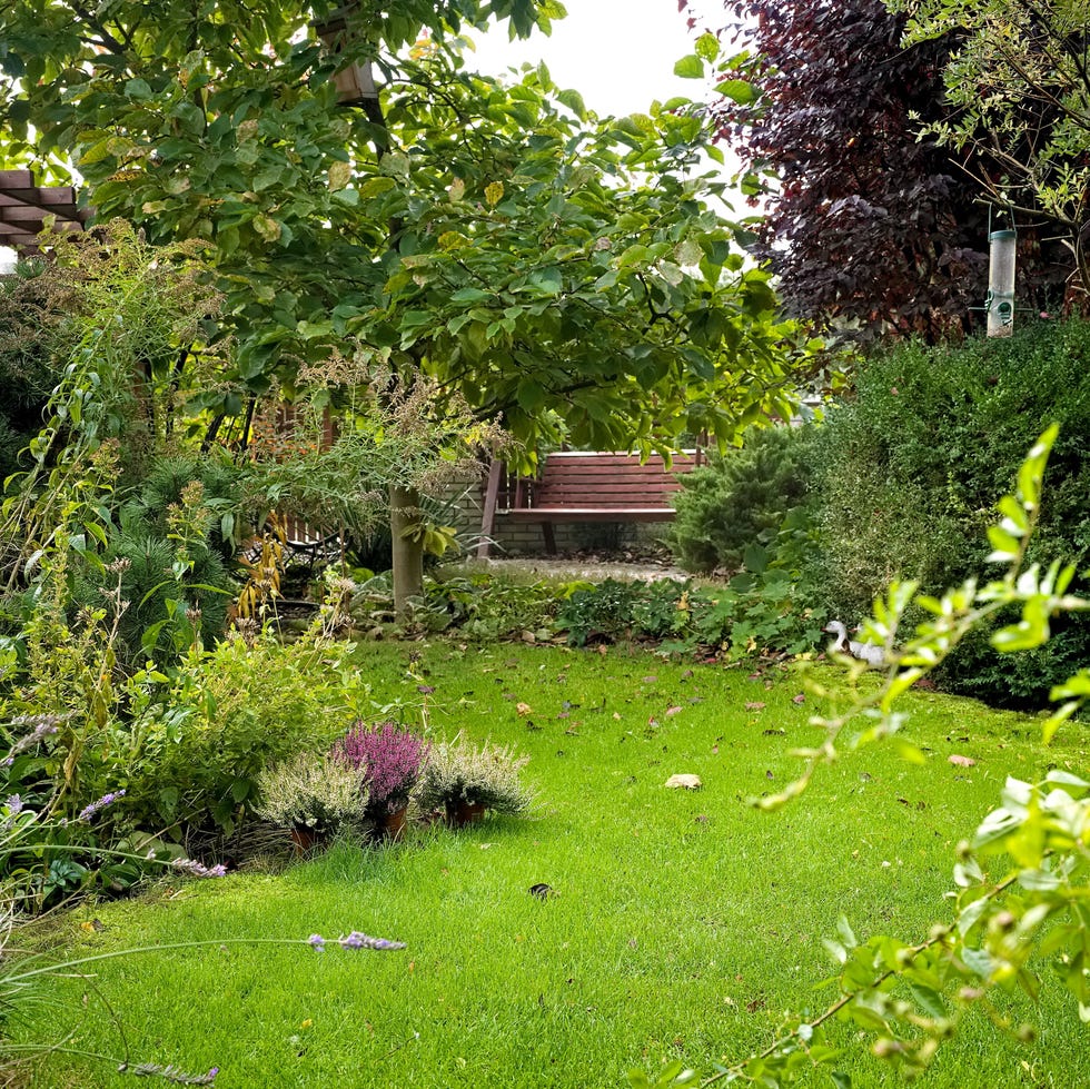 garden lawn in autumn