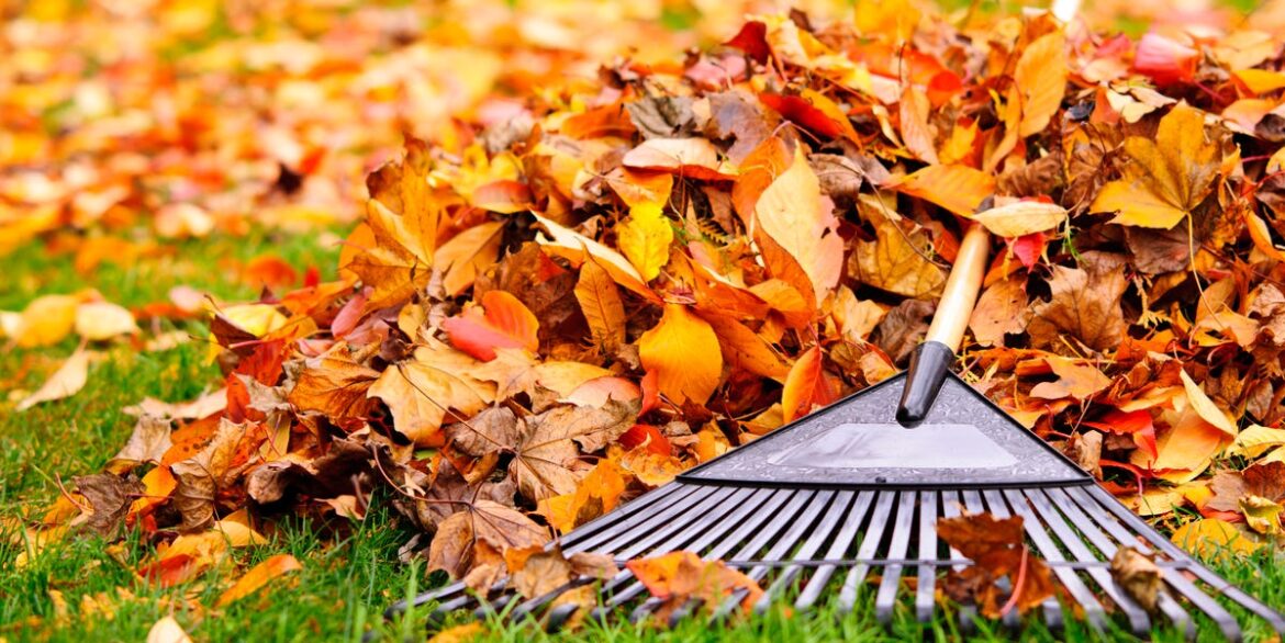 5 Autumn Gardening Jobs You’re Wasting Time On