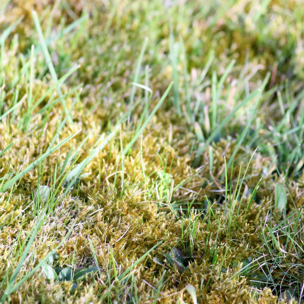 patchy lawn with moss