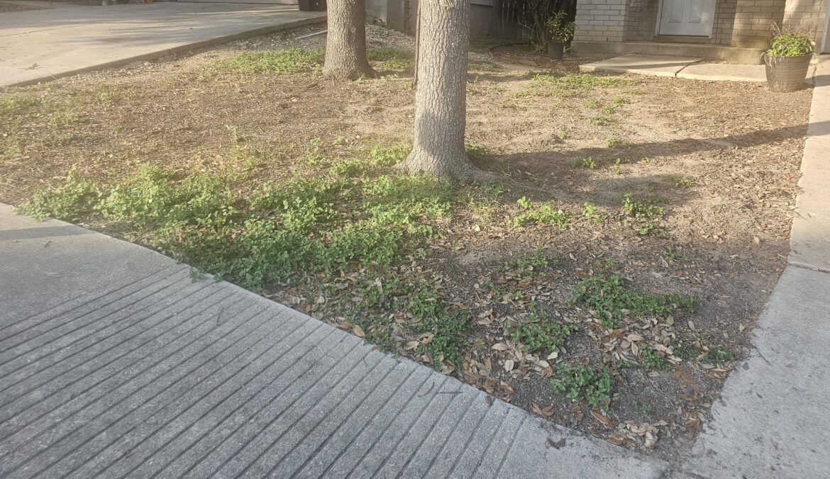 Handling a slope around live oaks?
