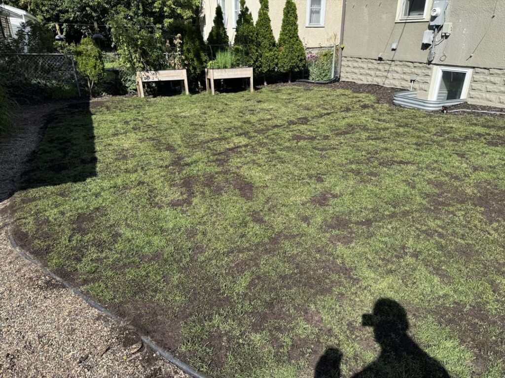 Did my first fall lawn renovation. Now I wait and hope it comes in well/