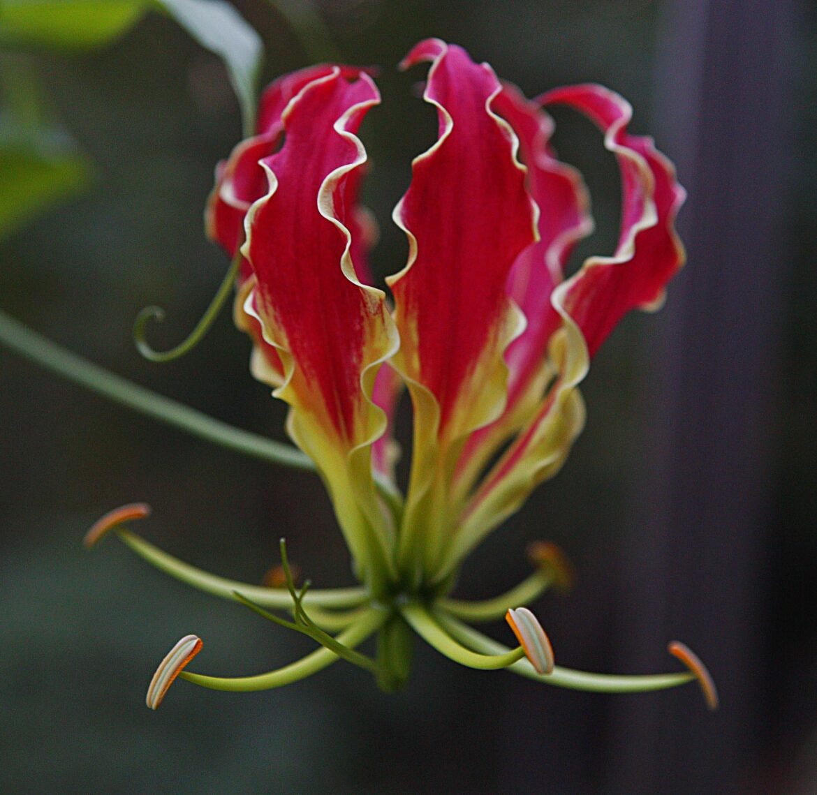 gloriosa (flame lily) [OC]