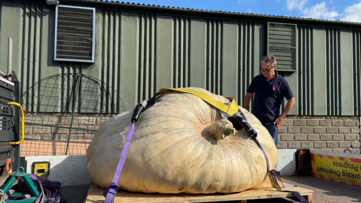Gardeners unload giant produce for Malvern Autumn Show