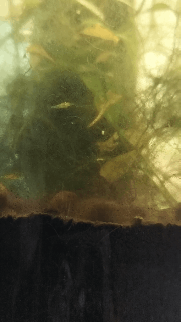 Any idea what these two guys are?