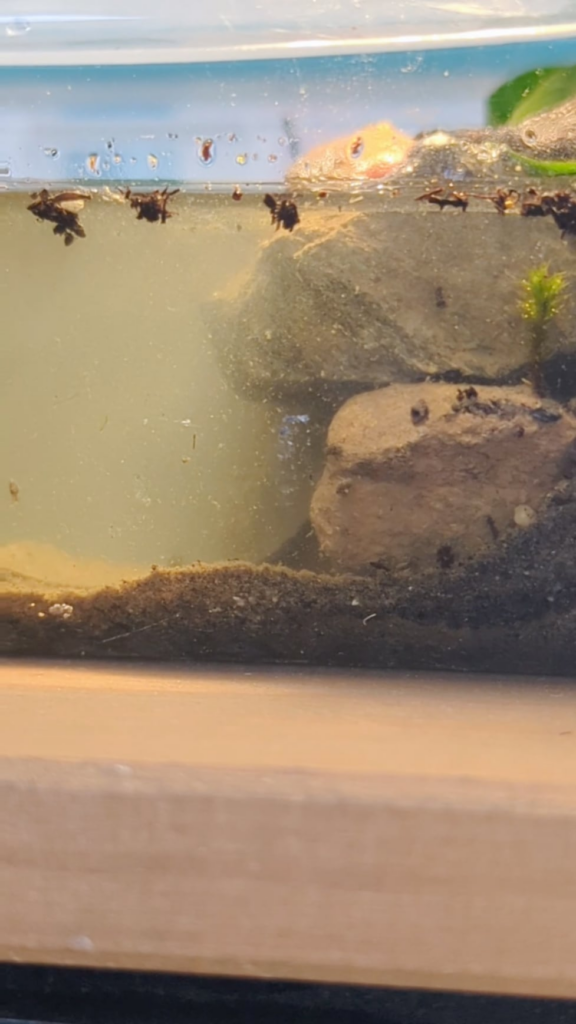 Busy freshwater collected nearby Busy freshwater collected nearby