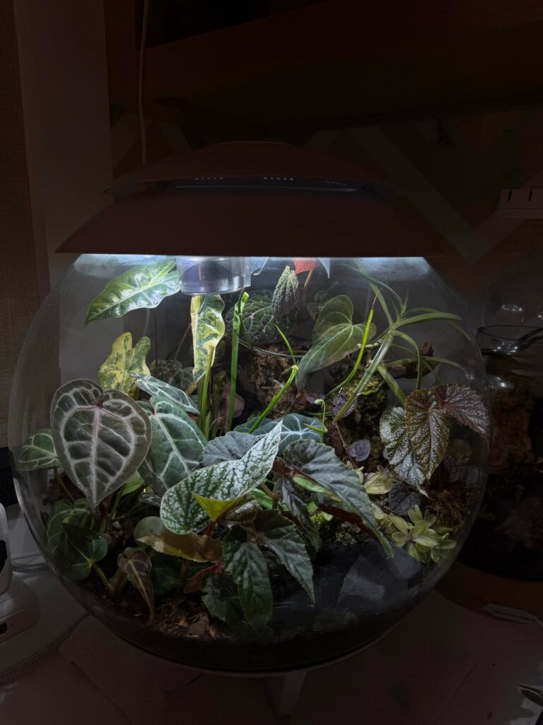 My terrariums First Cut!💈✂️ My terrariums First Cut!💈✂️