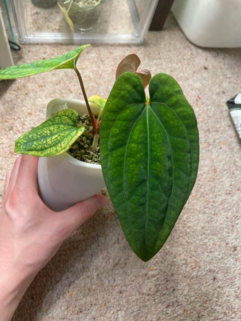 What is causing this yellowing?