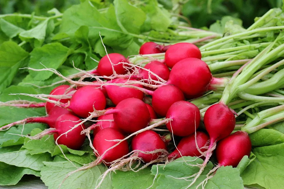 a bunch of red radishes on green leaves