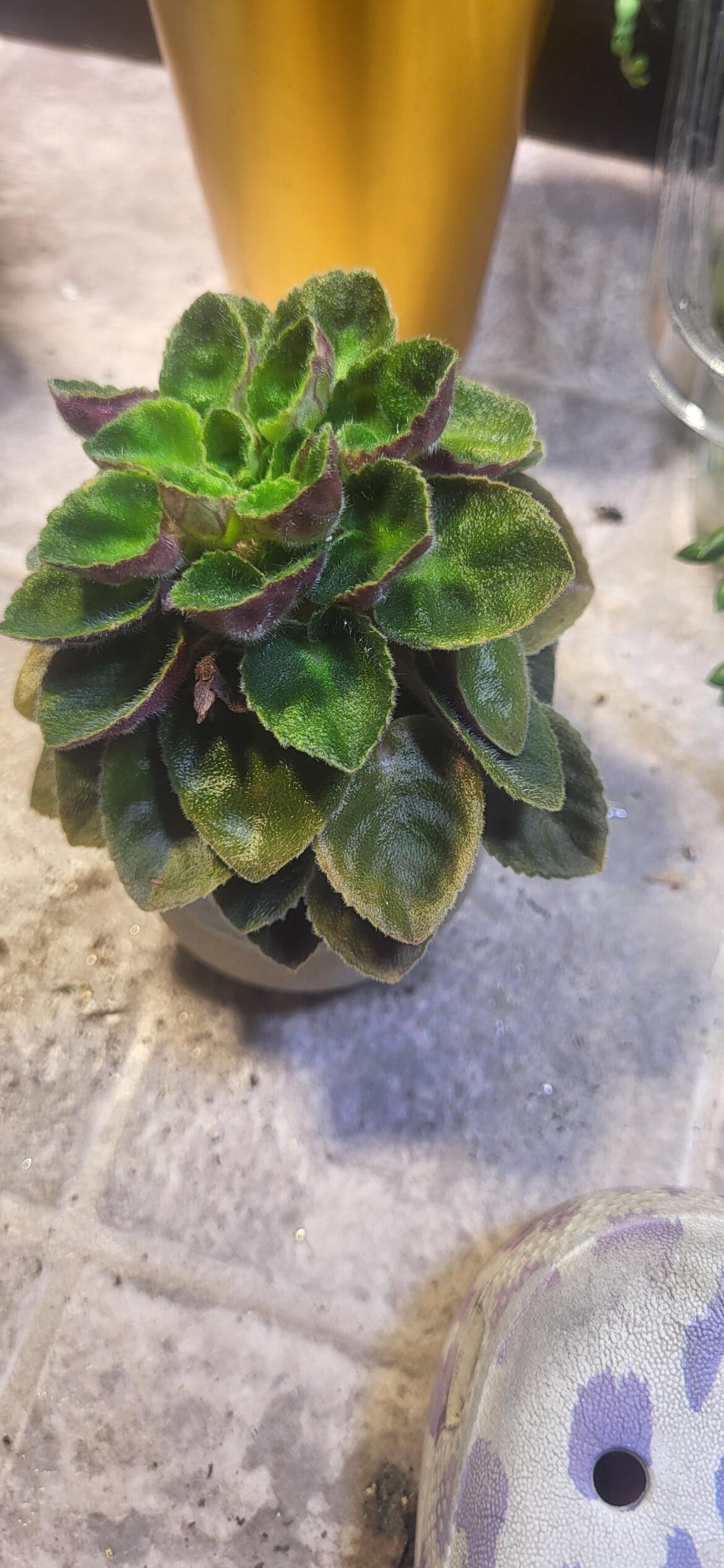 Leaves cupping at base, turned up at top, no flowers in months. Been like this since last repot? Also moved recently. They're on a pebble tray.