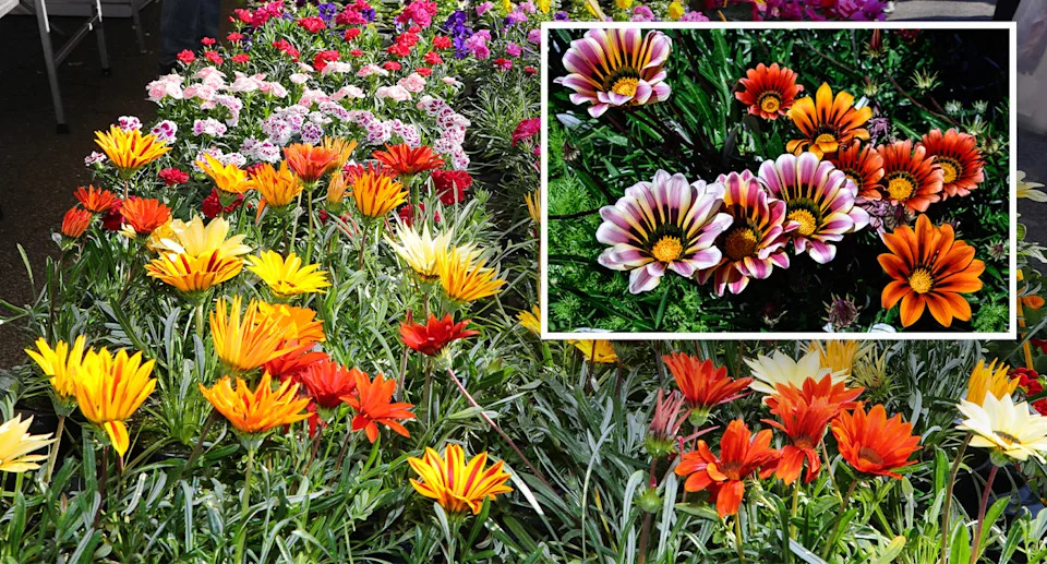 Gazania flowering.