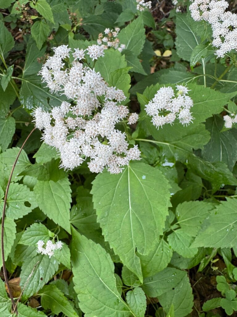Is this native? Please ID. Zone 5, MN.