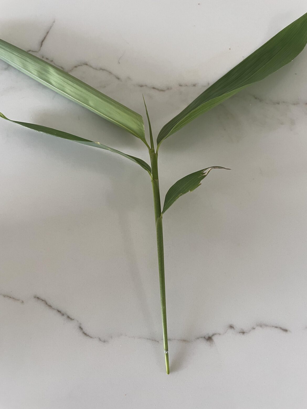 Can I prop this? Think it’s some kind of bamboo