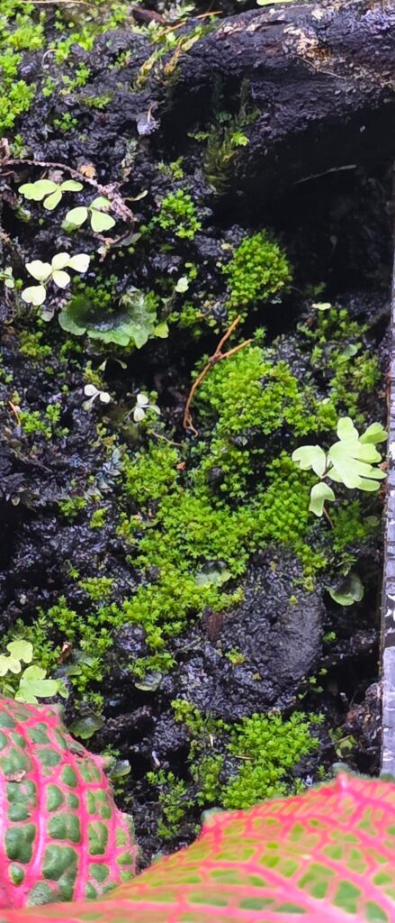 anyone know what plant sprouted in my terrarium?