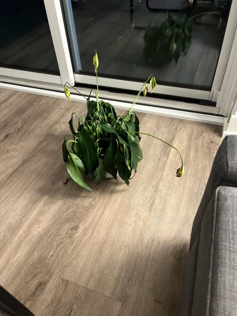 What's wrong with our peace lily?