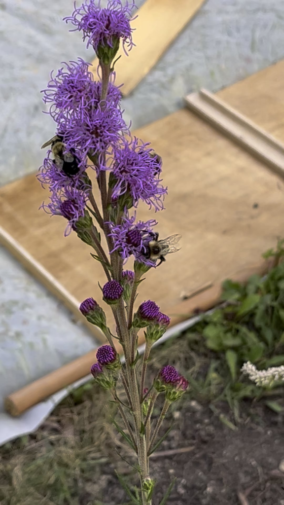 It isn’t just the monarchs that go wild about meadow blazing star.