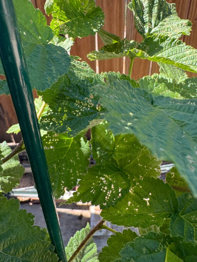 What’s making these holes in the leaves of my Canby Red Raspberries? What’s making these holes in the leaves of my Canby Red Raspberries?