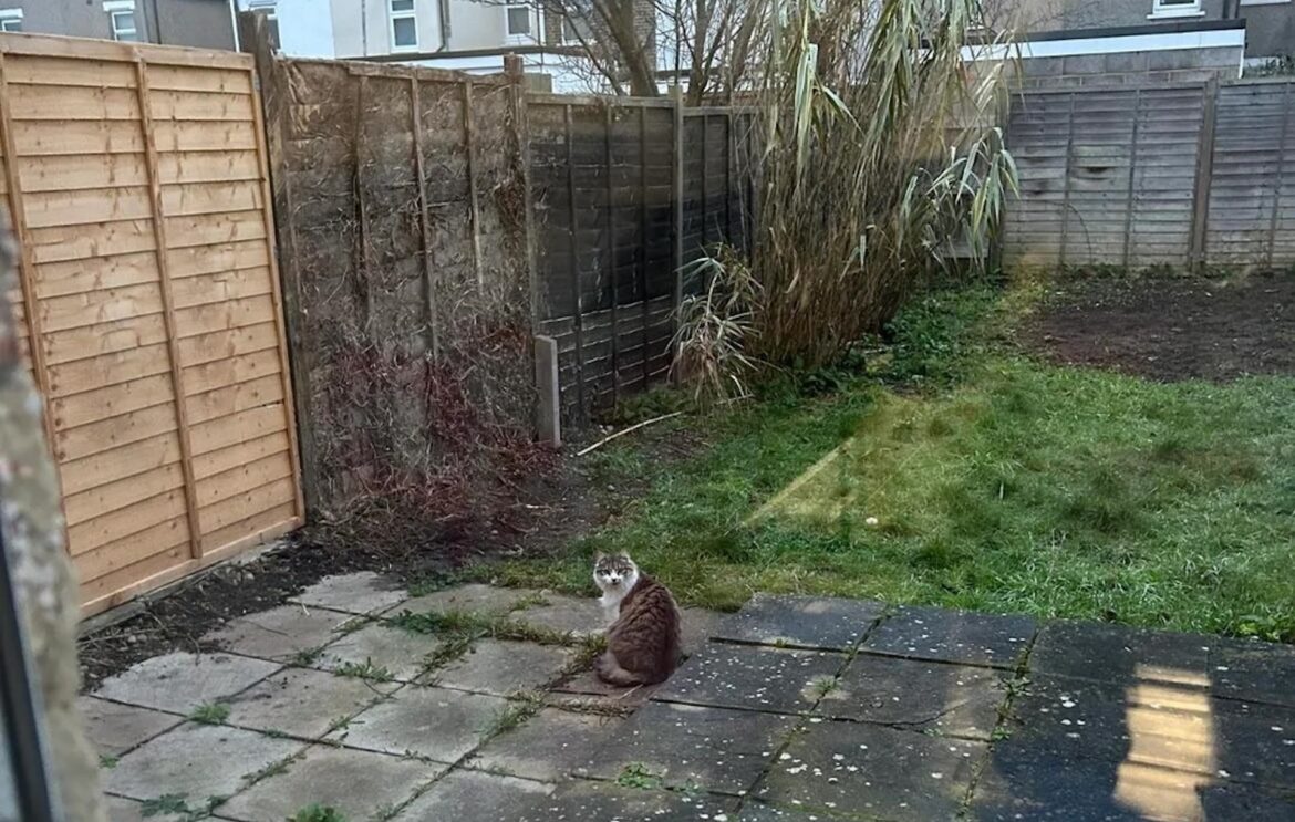 Homeowner shares unbelievable before-and-after photos of backyard transformation: ‘What a fantastic difference’ "Ugly duckling to gorgeous swan!"