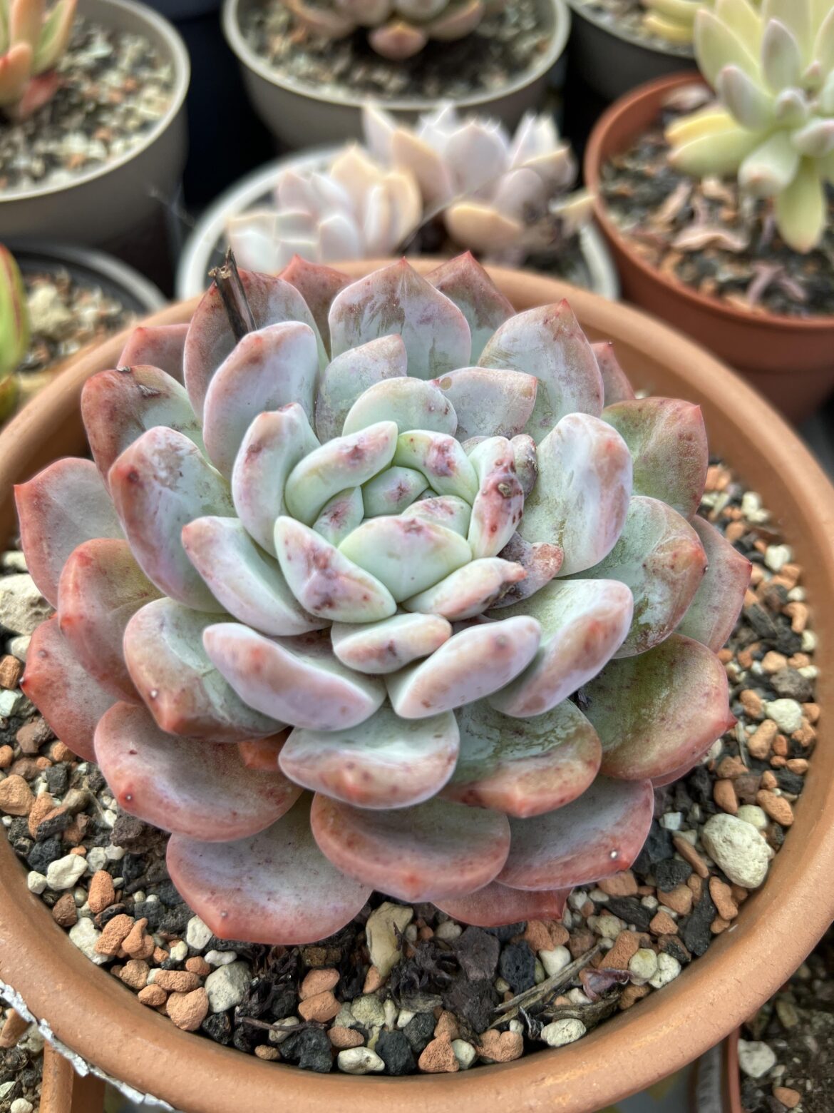 Echeveria Monroe