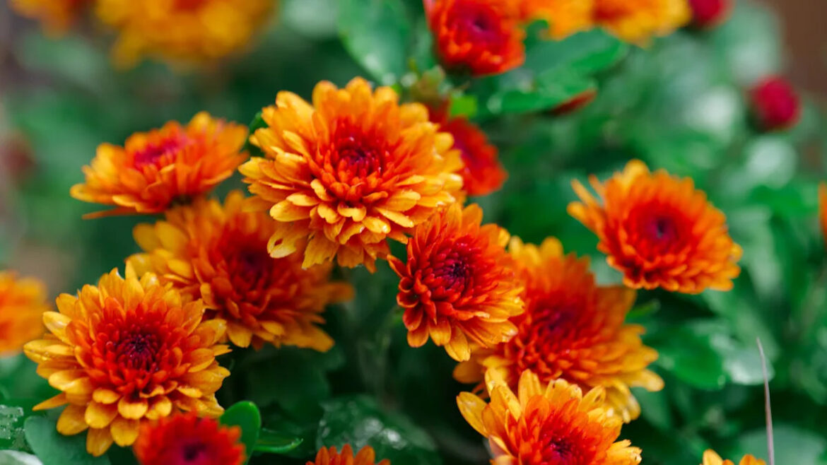 13 Companion Plants You Can Grow With Chrysanthemum Flowers For A Thriving Fall Garden Yahoo lifestyle home