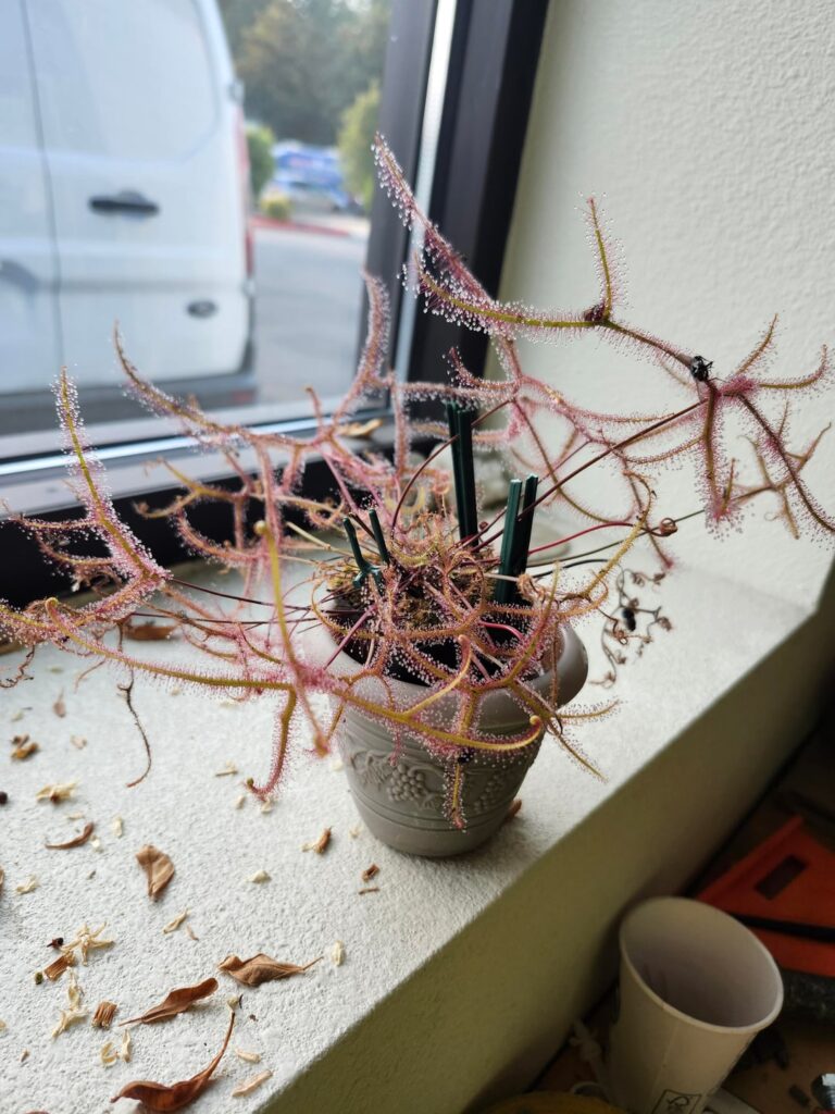 Did my Multifida just randomly sprout a Capensis?!