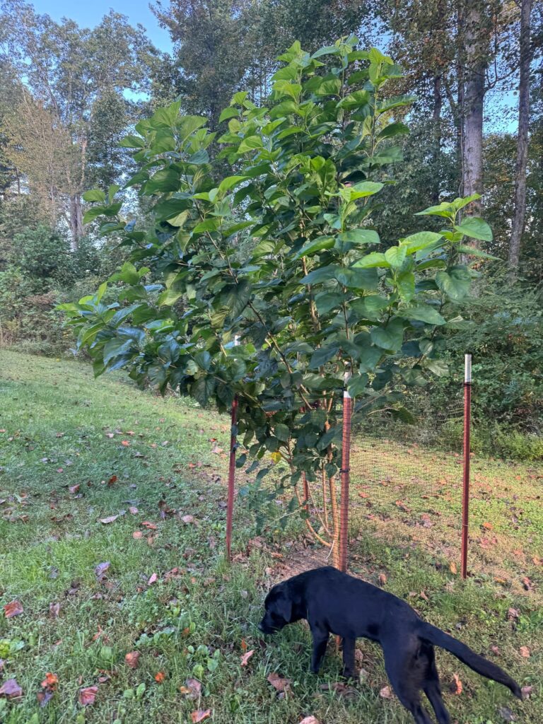 Thoughts on pruning these three low branches?