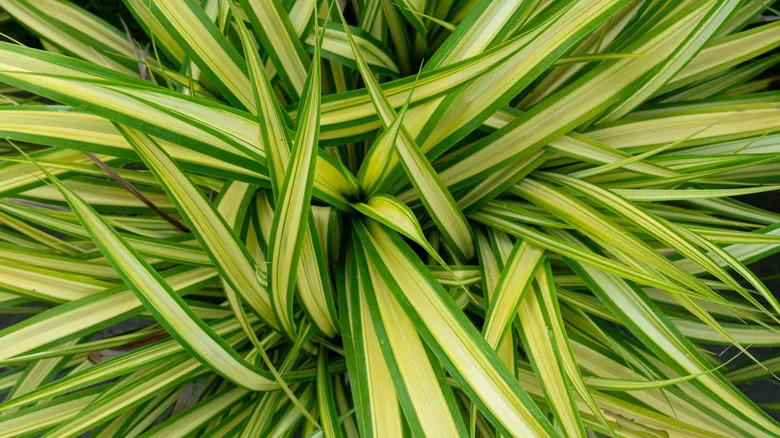 striking two-toned leaves of the variegated lily turf 'Gold Band'