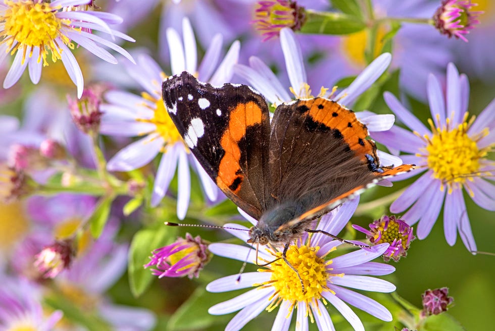 fall flowers asters