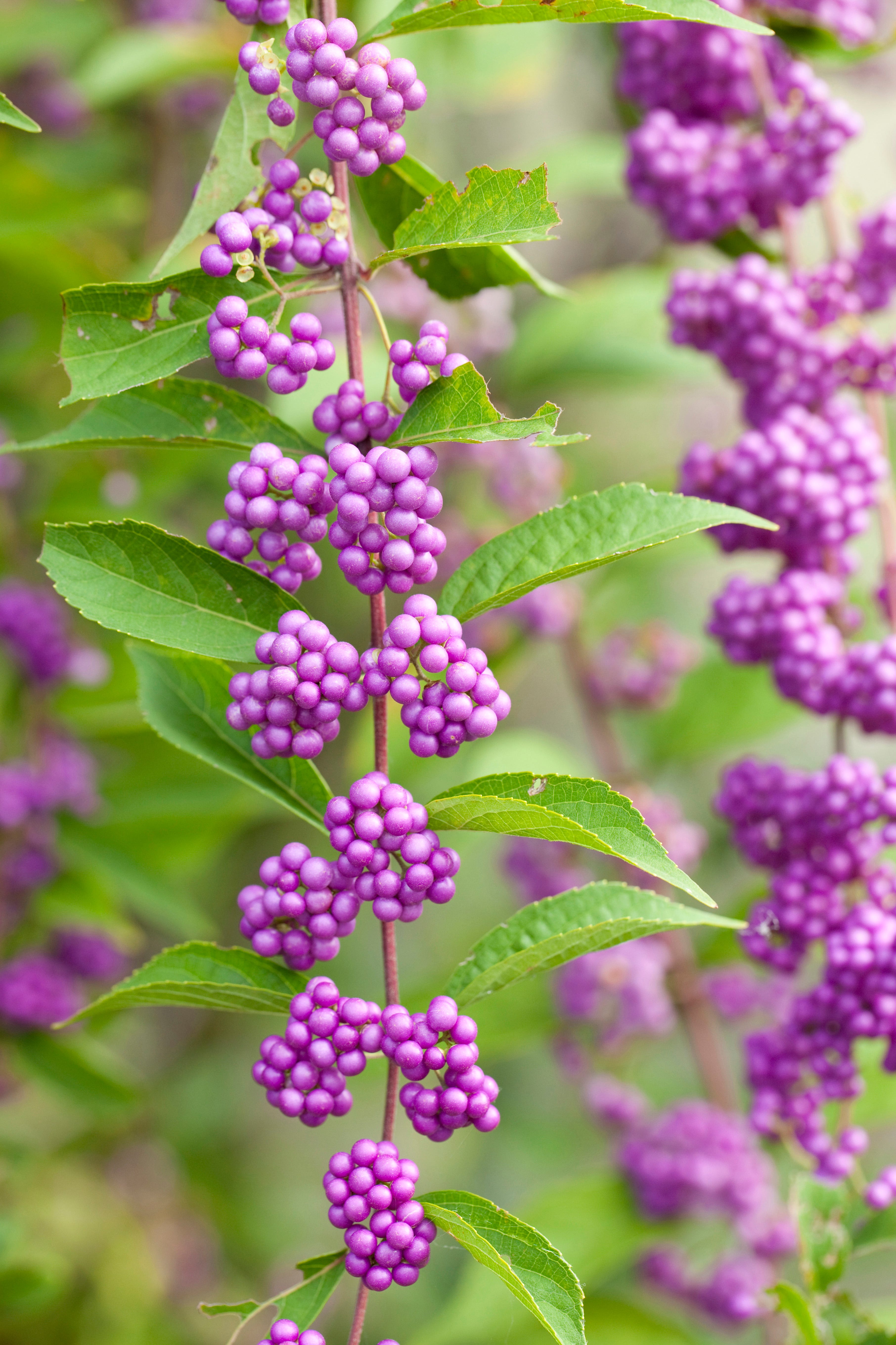 beautyberry