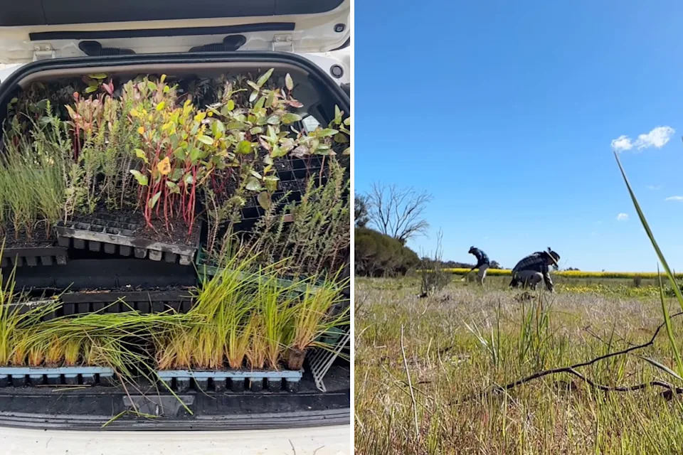 Left, hundreds of the native plants Mel was gifted in the boot of her car. Right, Mel and her partner planting the seedlings at the rural property.