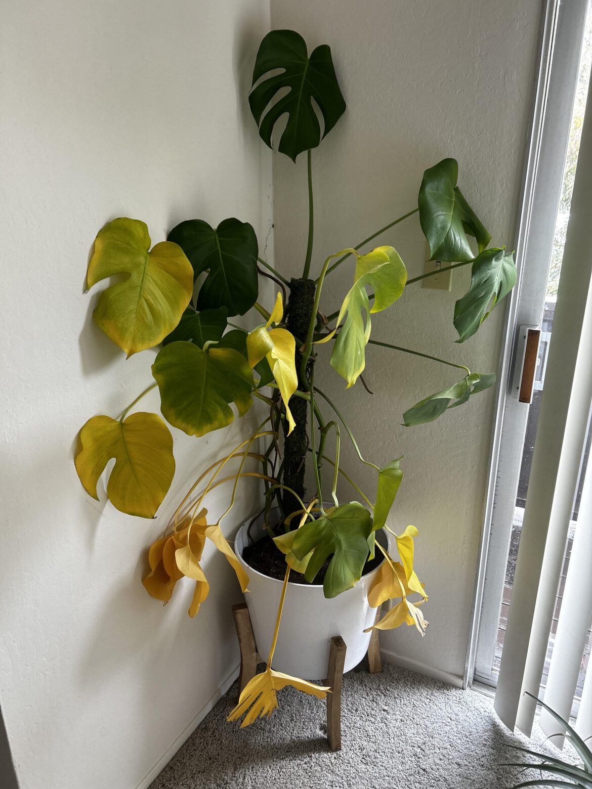 Am I a bad plant mom? My monstera looks so sad 😭 Am I a bad plant mom? My monstera looks so sad 😭