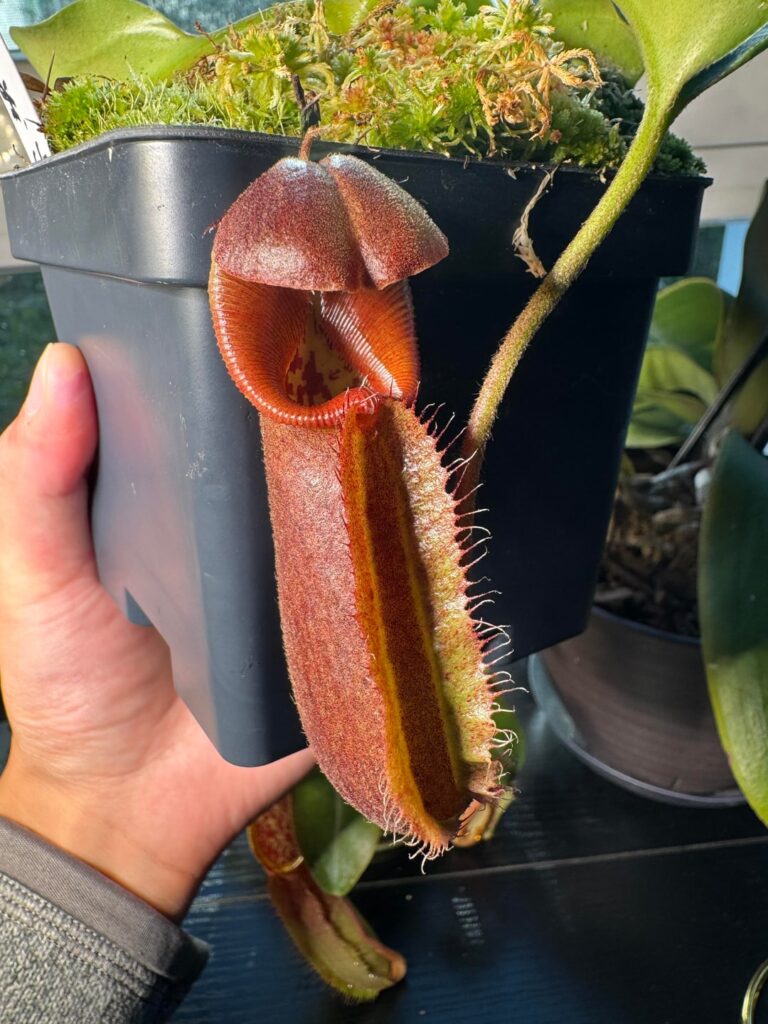 Nepenthes robcantleyi pitcher coloration maturing over a month