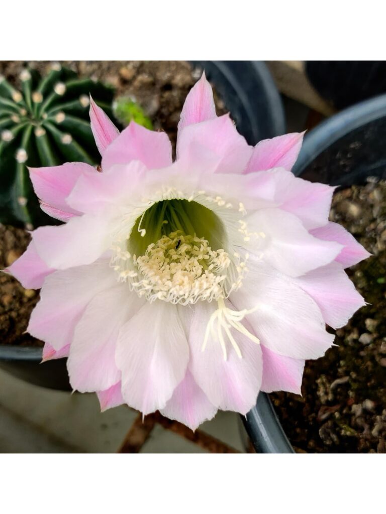 It bloomed!!!! Waited for so long for it to happen  😭😭😭