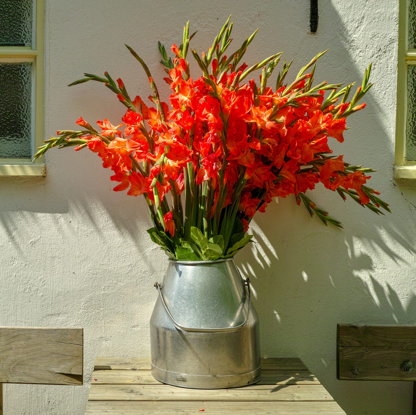 big bouquet of red gladiolus flowers in old milk can on table outdoor in sunny lights, beautiful decoration near white house wall