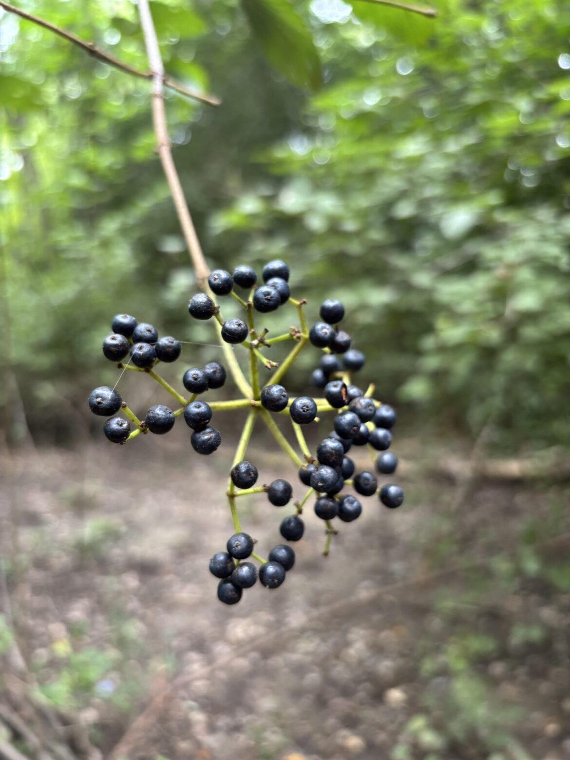 Need help identifying these berries!