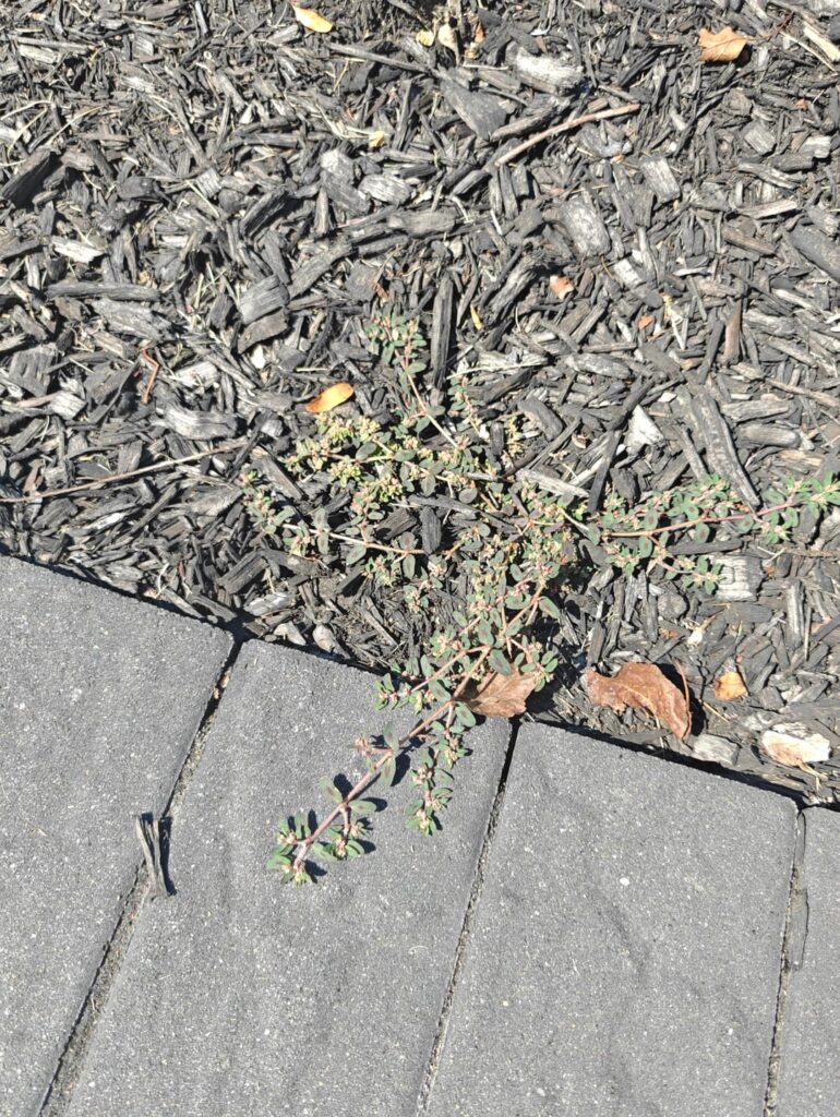 What are these popping up in my mulch?